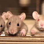 Comment éviter la prolifération de nuisibles chez vous ?