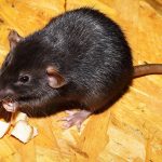 Nuisibles : s'en débarrasser définitivement grâce au professionnel !