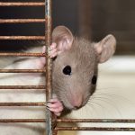 Combien de temps dure une dératisation ?